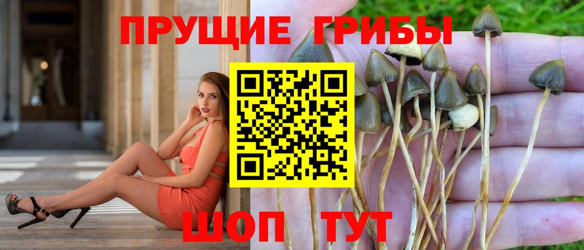 Псилоцибиновые грибы MAGIC MUSHROOMS  Вход с VPN  Псилоцибиновые грибы прущие грибы  Долгопрудный 